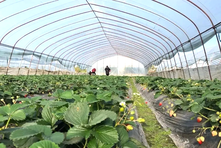 【智·农】草莓CHAS管理方案——种植草莓收益好，控旺促花不能少