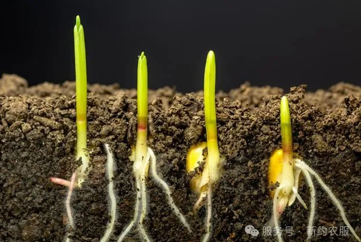 【智·农】植物激素在营养生长中的作用