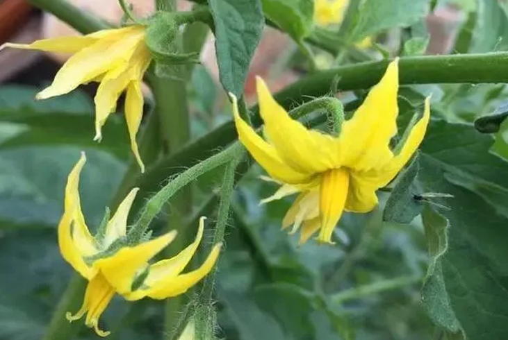 【智·农】秋延迟番茄高温难题破解：从苗弱花小到保花保果的新约方案