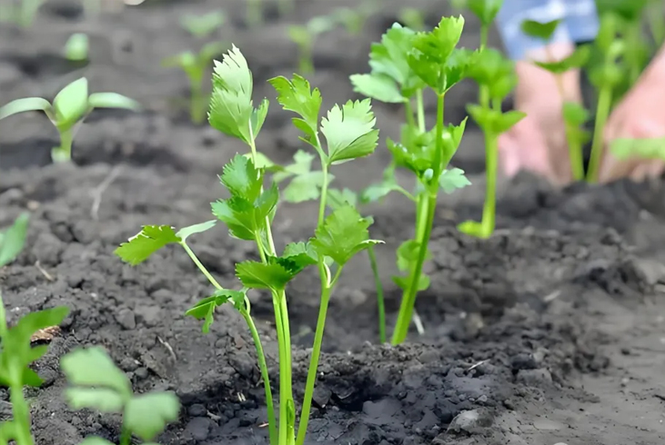 【智·农】秋播芹菜定植管理总出岔子？抓好“蘸根+护根”关键，苗齐苗壮少死苗