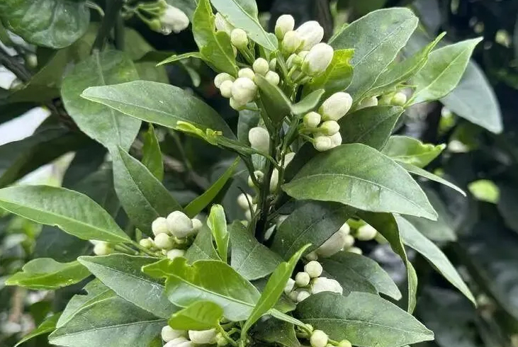 【智·农】柑橘保花保果的秘密