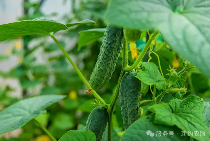 【智·农】厄尔尼诺来袭！越夏黄瓜怕高温、早衰、低产？新约这套方案，帮你稳收增产