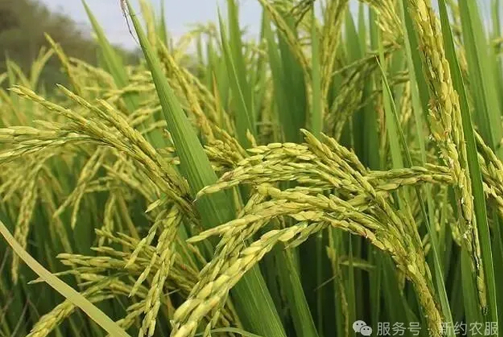 【智·农】厄尔尼诺来临，今年的水稻该咋办