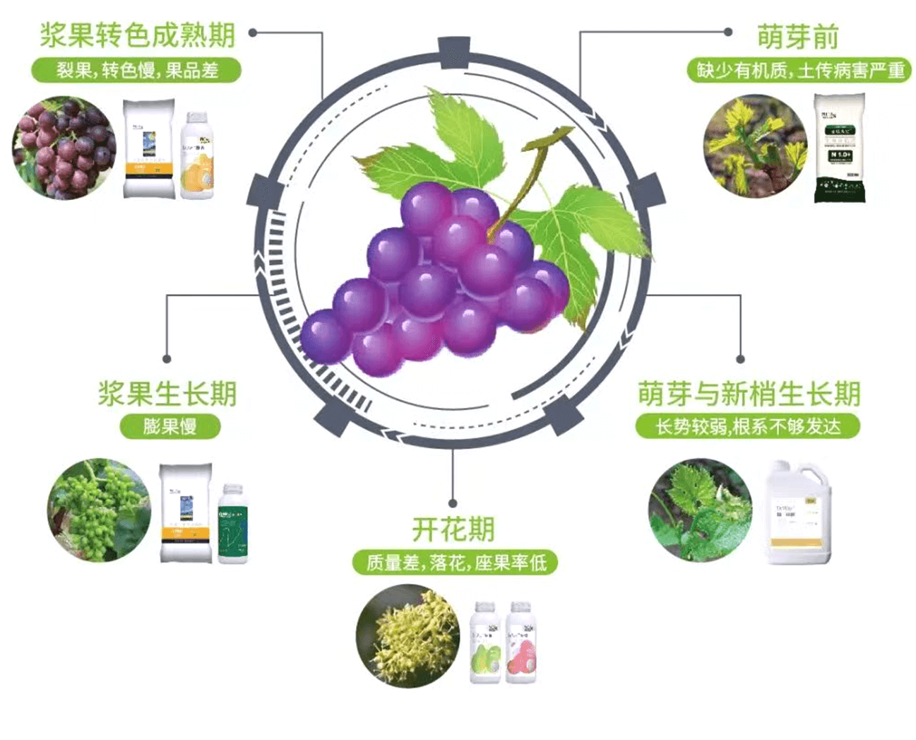 葡萄1.png