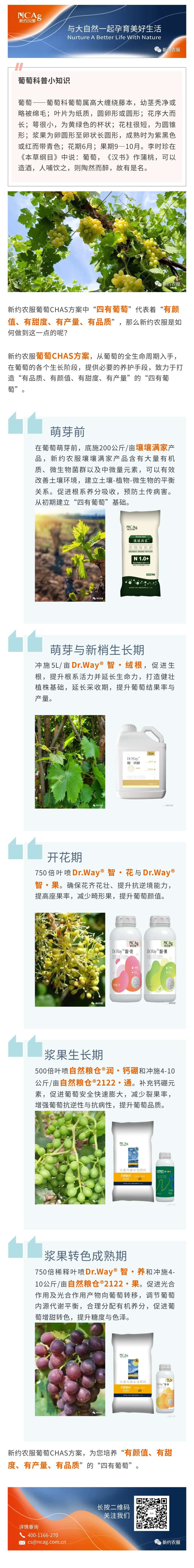 葡萄.jpg